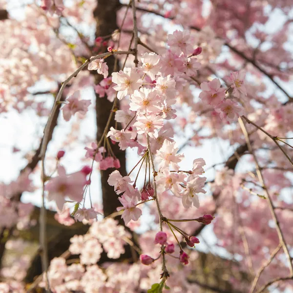 Miglior Periodo per Visitare Tokyo
