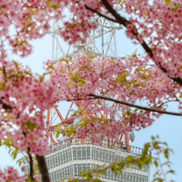 Mejor Época para Visitar Tokio